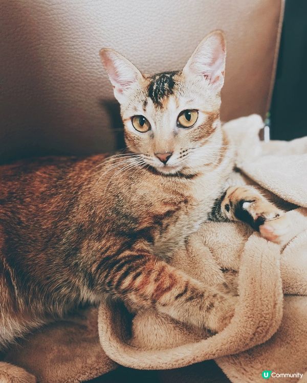 偽沙龍照😂主子我盡力了