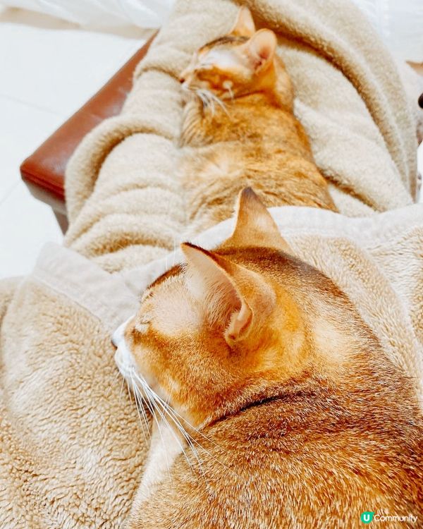 我隻腳….我隻腳就嚟斷拉救命😫