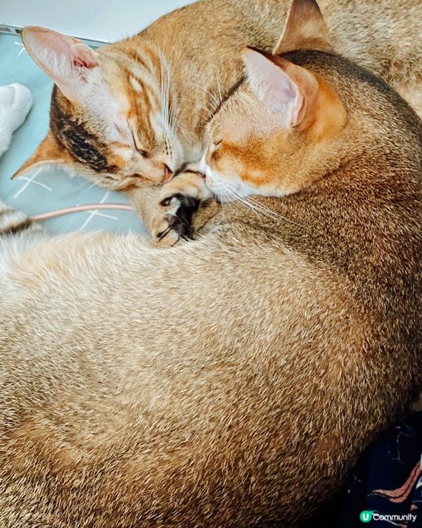 傳說中的太極☯️姿勢🤣 定係似巨蟹座符號？