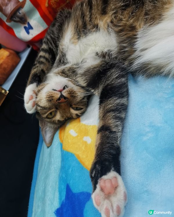 Hi大左的喵 叫左你節制下架啦