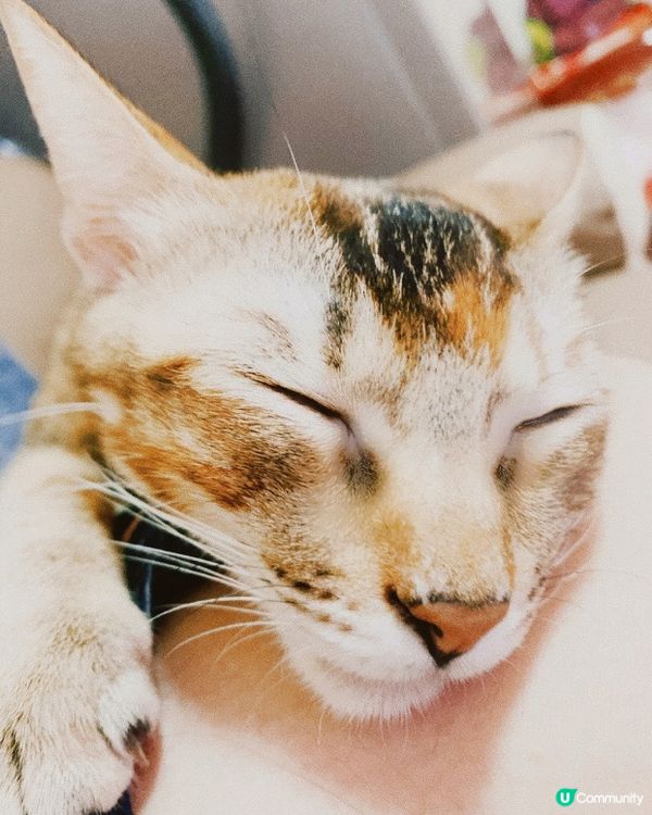 三角形，瘦到誇張🥺我淨係想你健康肥番D咋