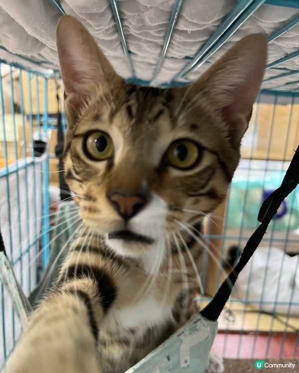 喂～唔好影啦 開籠俾我出嚟玩啦～