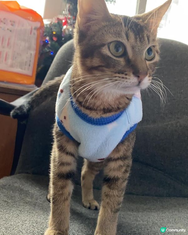 上年冬天的著衫衫照，今年係咪興 U 記件衫衫，睇黎我都要去搶...