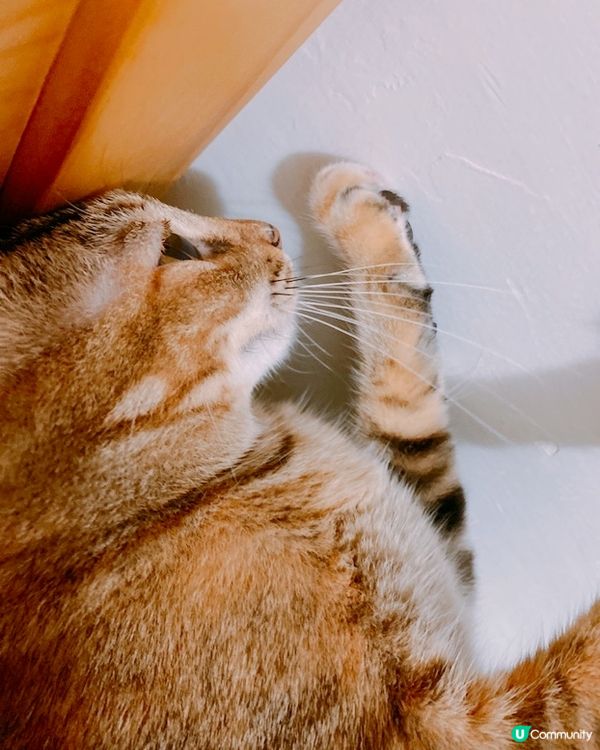 好似撫摸愛人咁摸住幅牆🤣咩事咩事