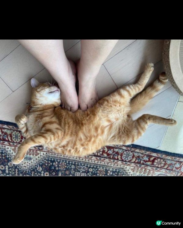 底腳按摩，究竟邊個爽d，係親媽定係貓貓？我估同樣舒服，軟軟軟...