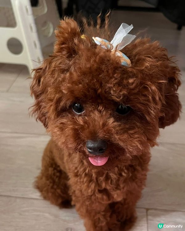 Hi 我叫beat beat仔係tiny toy貴婦男仔 媽...