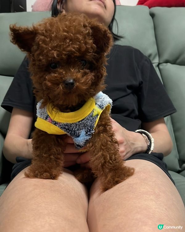 Hi 我叫beat beat仔係tiny toy貴婦男仔 媽...