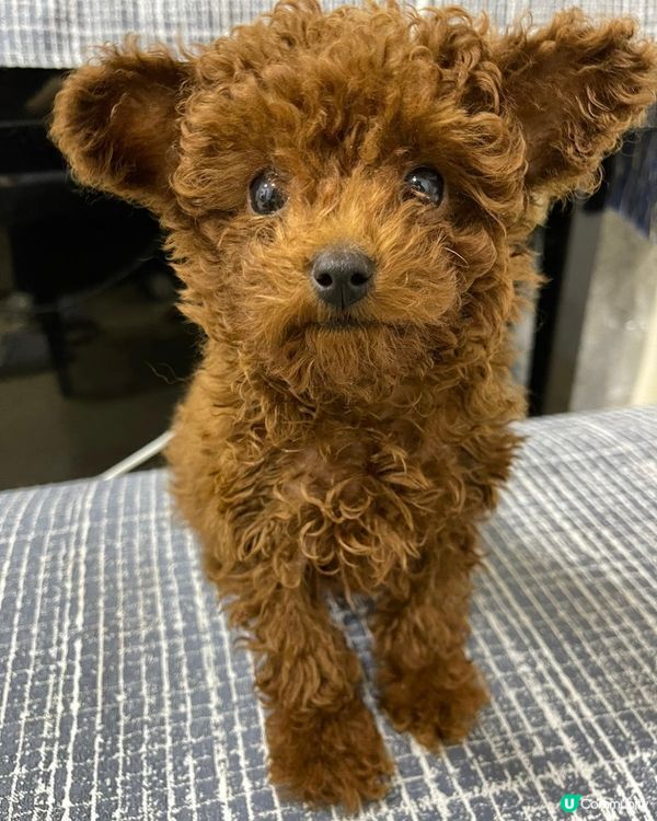 Hi 我叫beat beat仔係tiny toy貴婦男仔 媽...