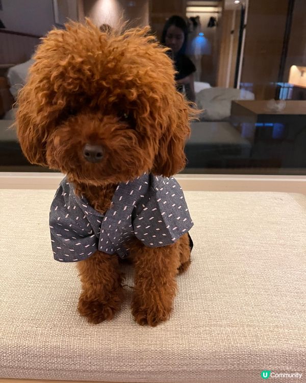 Hi 我叫beat beat仔係tiny toy貴婦男仔 媽...