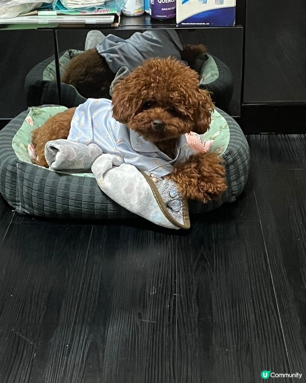 Hi 我叫beat beat仔係tiny toy貴婦男仔 媽...