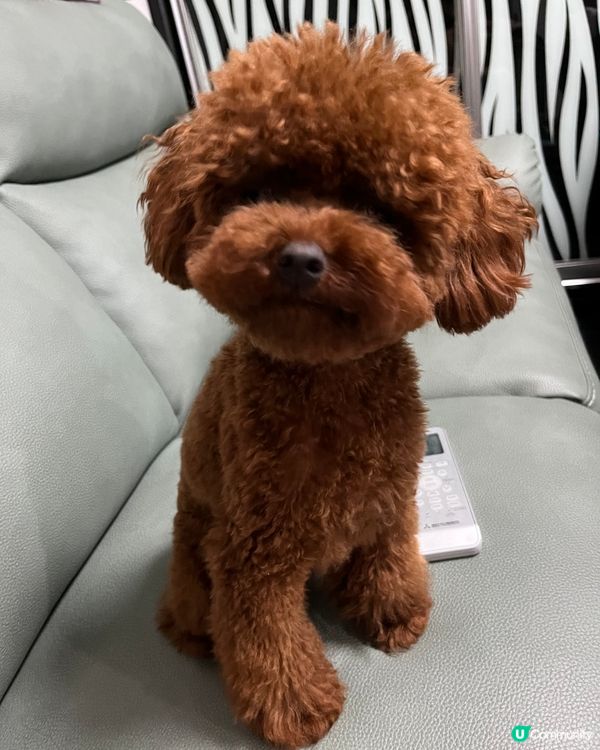 Hi 我叫beat beat仔係tiny toy貴婦男仔 媽...