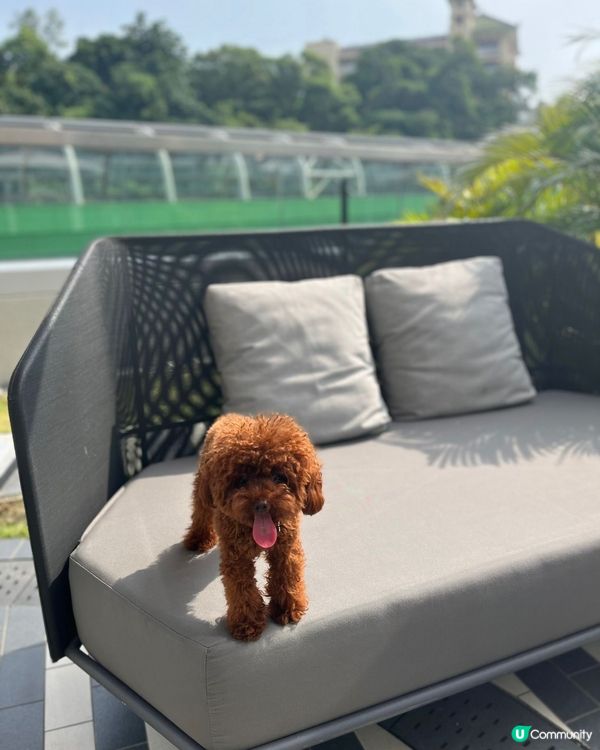 Hi 我叫beat beat仔係tiny toy貴婦男仔 媽...