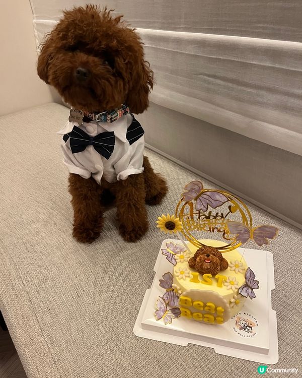 Hi 我叫beat beat仔係tiny toy貴婦男仔 媽...