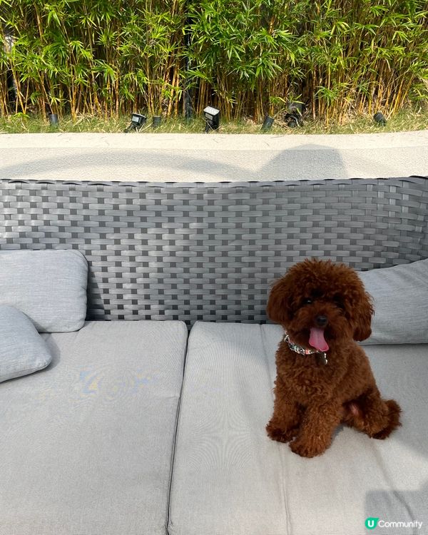 Hi 我叫beat beat仔係tiny toy貴婦男仔 媽...