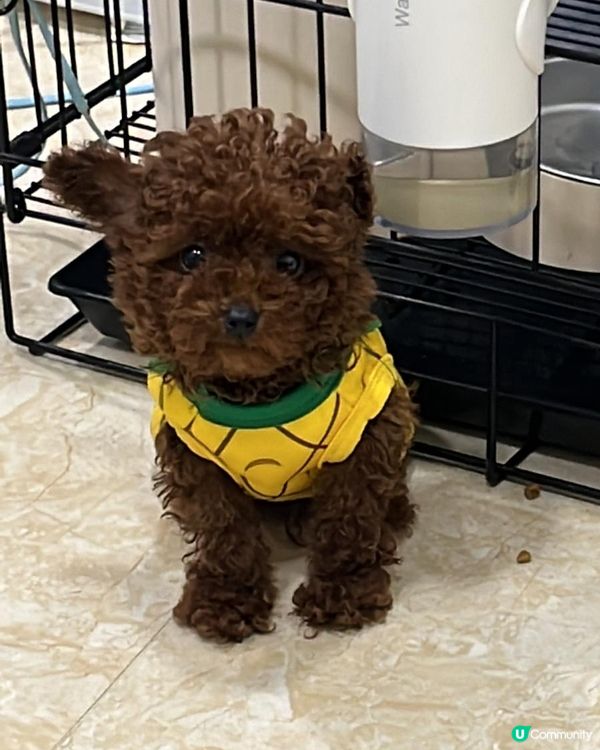 Hi 我叫beat beat仔係tiny toy貴婦男仔 媽...