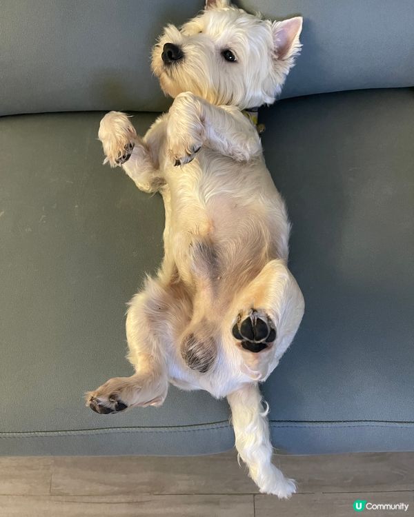 來吧，倒轉地球！ #寵物老大