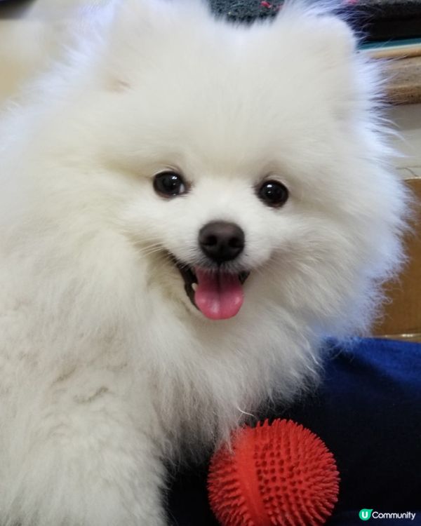 温柔的眼神～媽咪❣️: 在家食飽或玩飽後，你有時會很温柔地看...