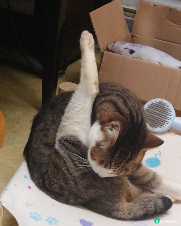 睇住貓貓清潔，好治愈❤️