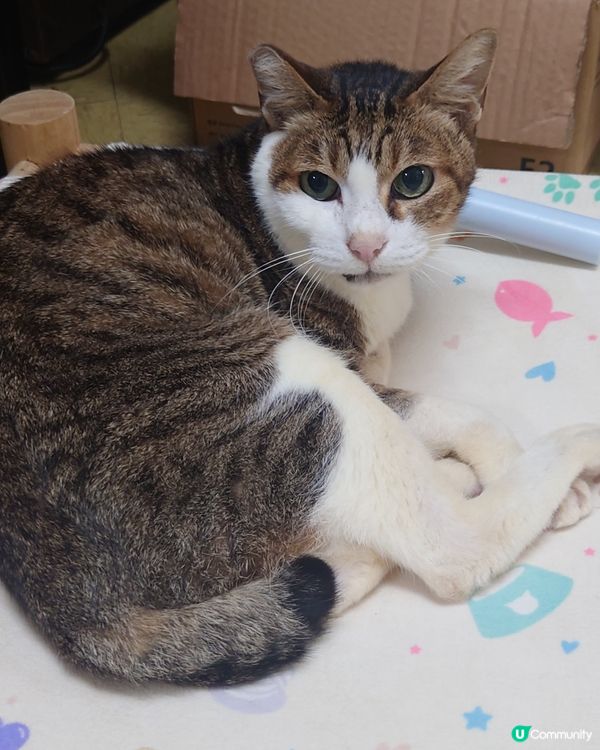 睇住貓貓清潔，好治愈❤️