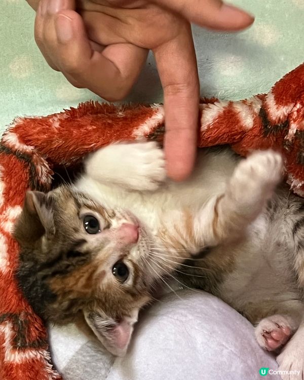 呢個面容扭曲樣真係好搞笑🤣🤣