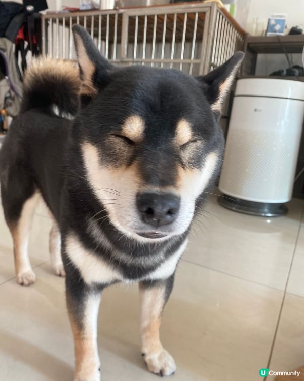 好眼瞓呀🫠每日瞓10個鐘都唔夠！唔好同我講野啦😴