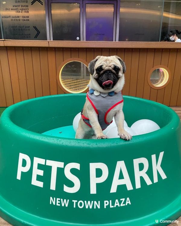 沙田新城市廣場有個寵物好去處！