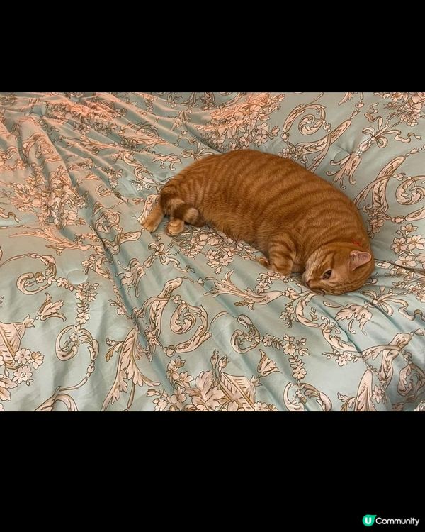 呢條係海獅定海豹呢？點解會咁圓潤？睇黎要將條床單轉做海藍色，...