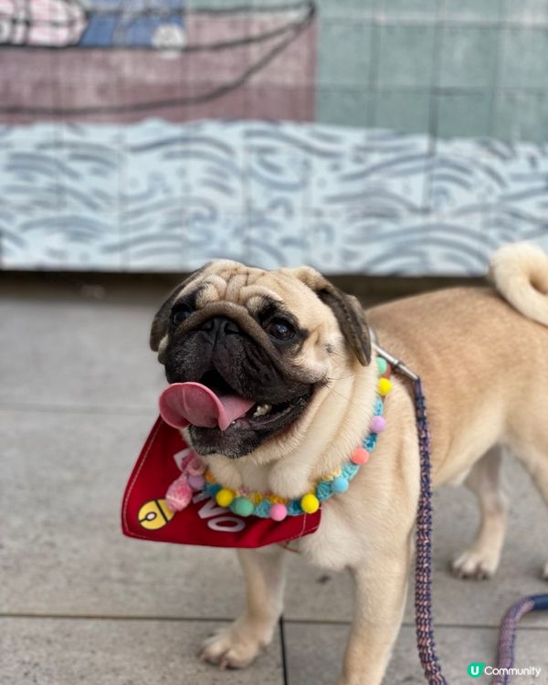 八哥成日畀人嘅感覺都係慘慘愁緒樣， 見到你咁精神笑得咁開心我...