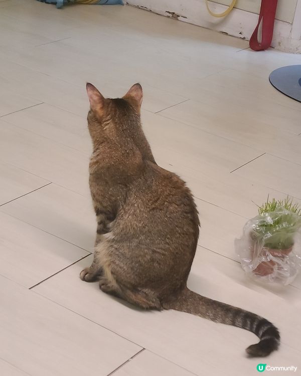 爸爸曳曳呀！佢懶惰呀！唔種草畀我食，改買10元一碗草，小麥草...