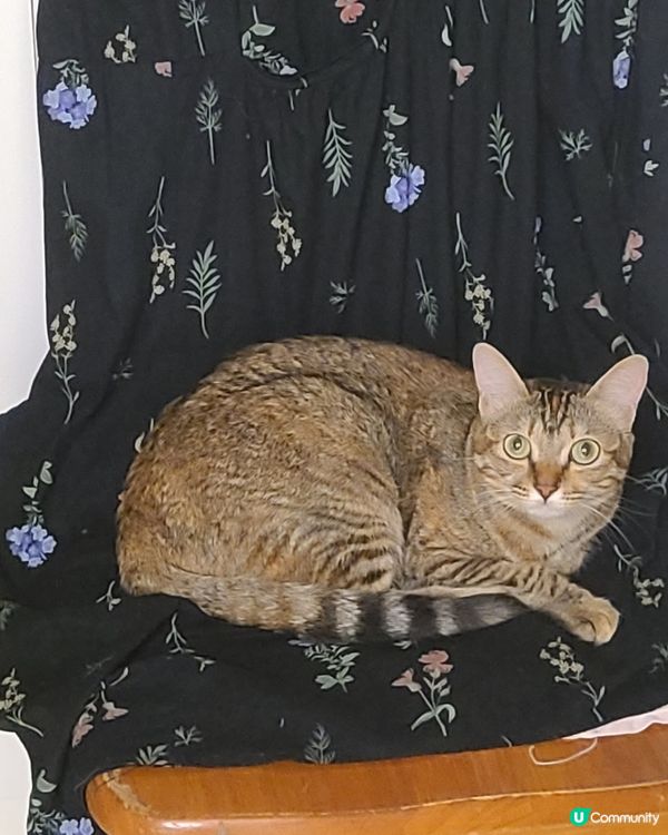 媽媽條花花裙幾靚噃，等我著上身試下襯吾襯？女，點解我條咁多毛...