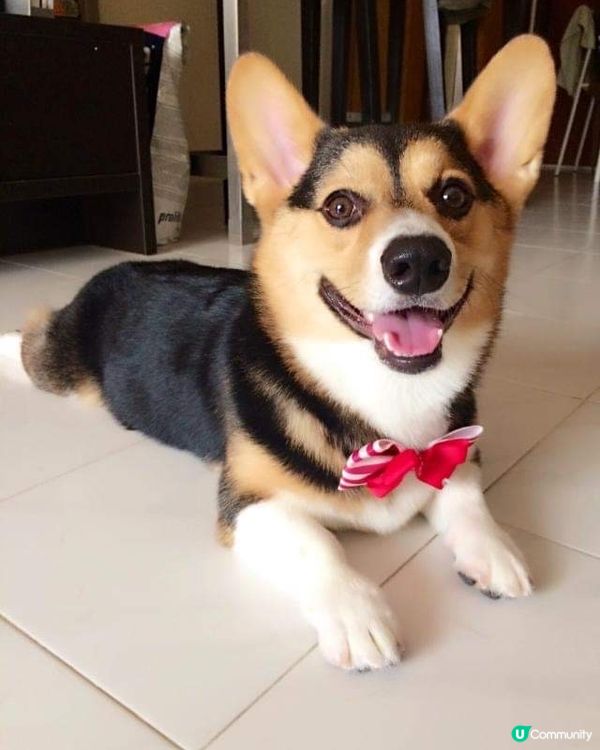 大家我Toffee小管家,迷人眼神加新‘煲呔’造型有唔有型?...