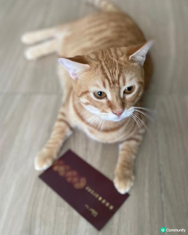 收餅卡呀！契仔，咩黎嫁？即係咩意思呀？契媽媽我要結婚呀！