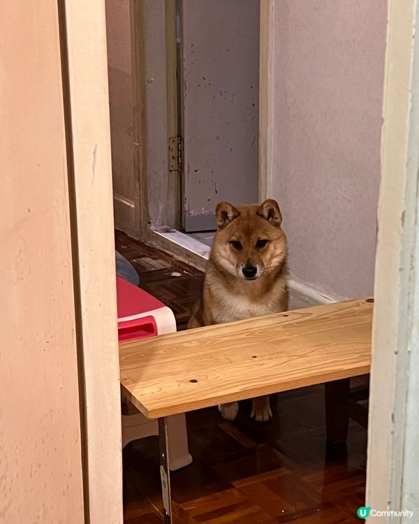 啊媽話我肥到似粒棋 