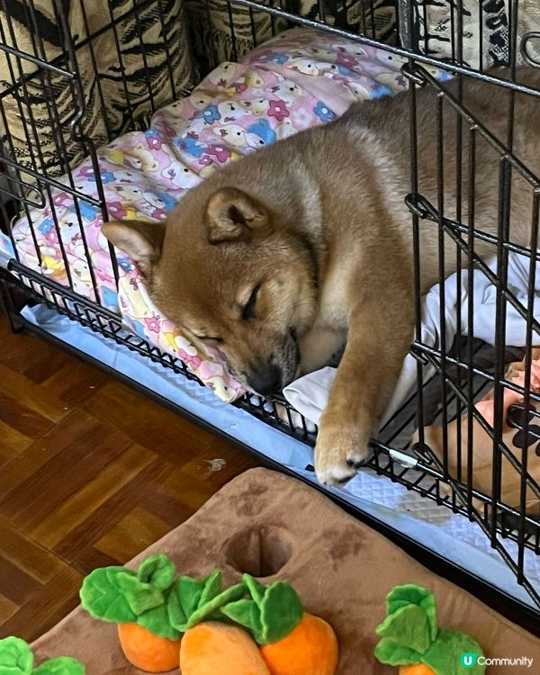 黎左屋企之後 第一次訓到咁甜