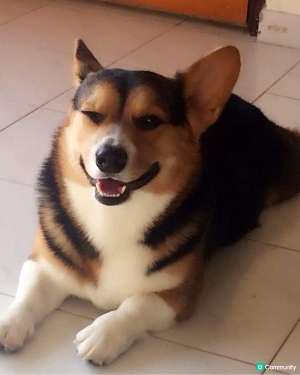 大家我Toffee小管家,迷人眼神加新‘煲呔’造型有唔有型?...