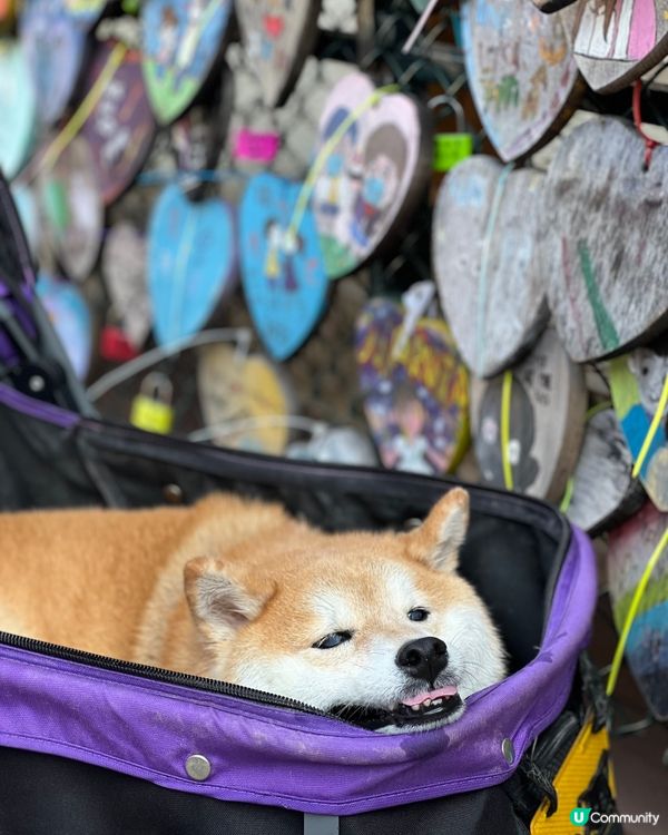 🦁：媽媽話寫哂D願望掛上去，就會實現