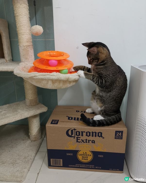 Ok~ 無人同我玩，我咪自己同自己玩囉