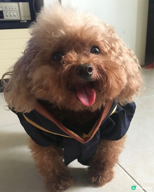 🐶:今天我也碩士畢業了🎓，同媽咪一樣讀完書，影靚相，穿畢業袍...
