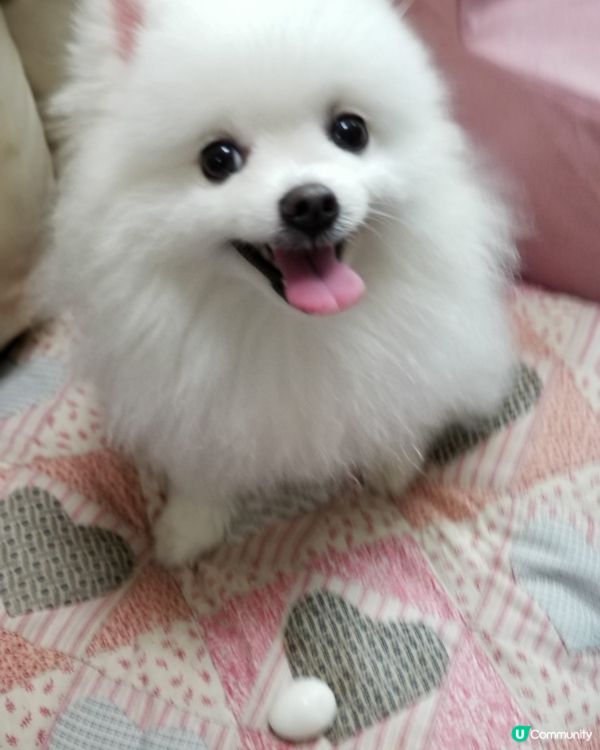 最喜愛的食物～Creamie💞: 又好玩又好食的鵪鶉蛋！不過...