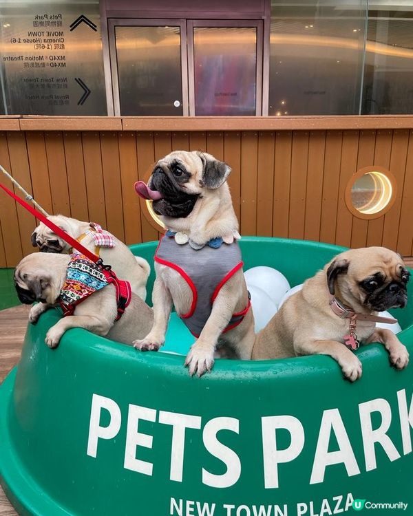 沙田新城市廣場有個寵物好去處！