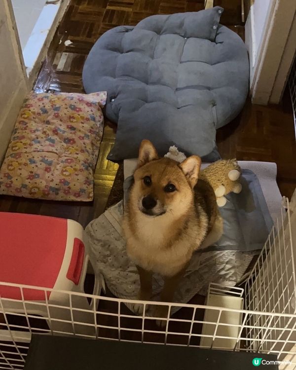 肥伊貝要零食 ig:gei.mameshiba #寵物老大