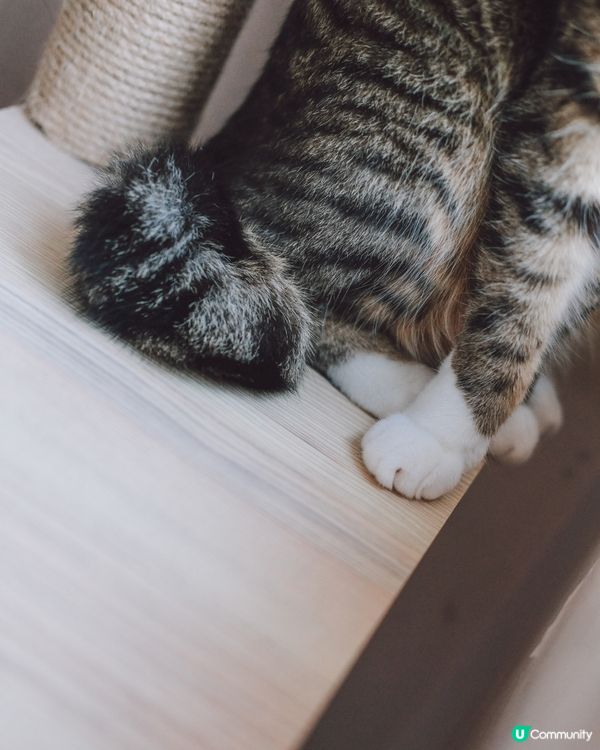 見唔見到個八字腳有幾八🐒根本就係90度腳 兩隻就180度㗎喇...