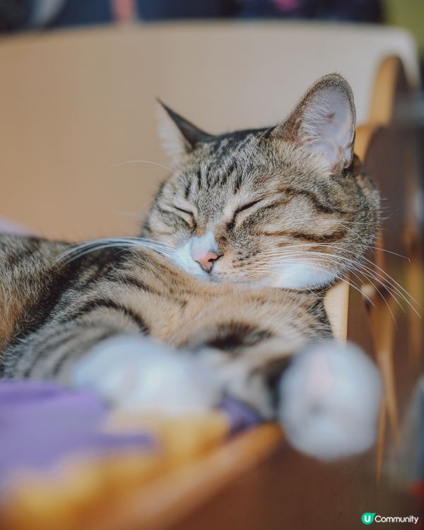 d鬚長到～有時喺地下執到貓鬚完全唔洗諗一眼就分d邊d 爽爽邊...