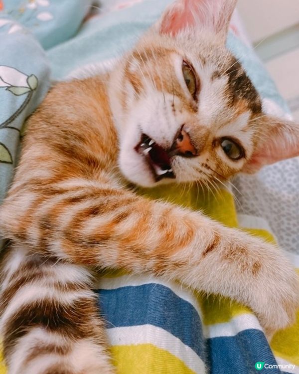 好心你咪嘈住我瞓啦，搞到我又要鬧人啦