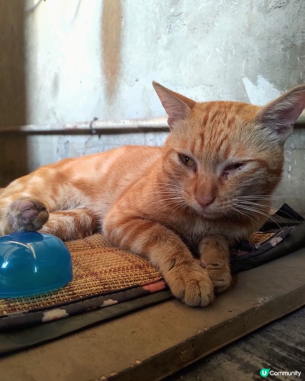 對唔住，香港腳發作，喵~