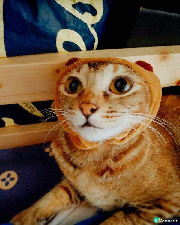 🐱其實我係忍者亂太郎嘅fans🥷 發夢都想做一個出色嘅忍者...