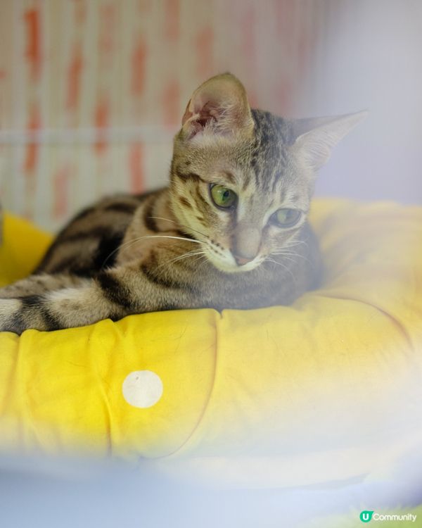 水星逆行係咁㗎啦～心情唔好啊～