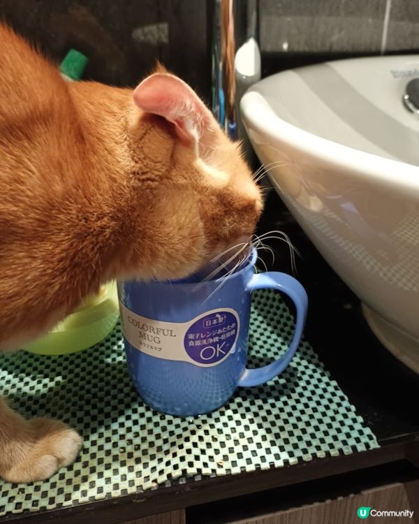 #寵物大佬； 早唞，我要刷牙漱口後休息啦，大家晚安，瞓一頓好...