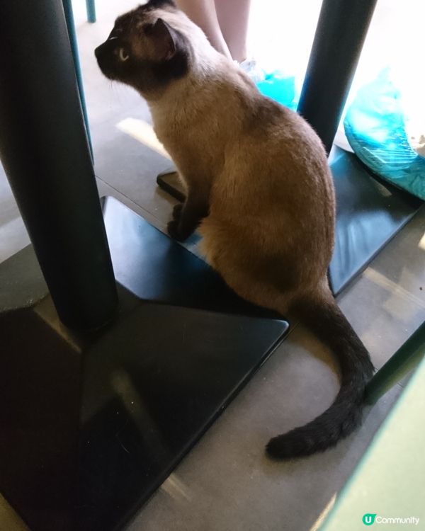 貓貓cafe 有隻黑面神，媽媽話佢好中意，等我質問吓媽媽，究...