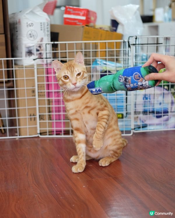 如果milk係我見過最多表情嘅貓～咁依隻一定係排第二～